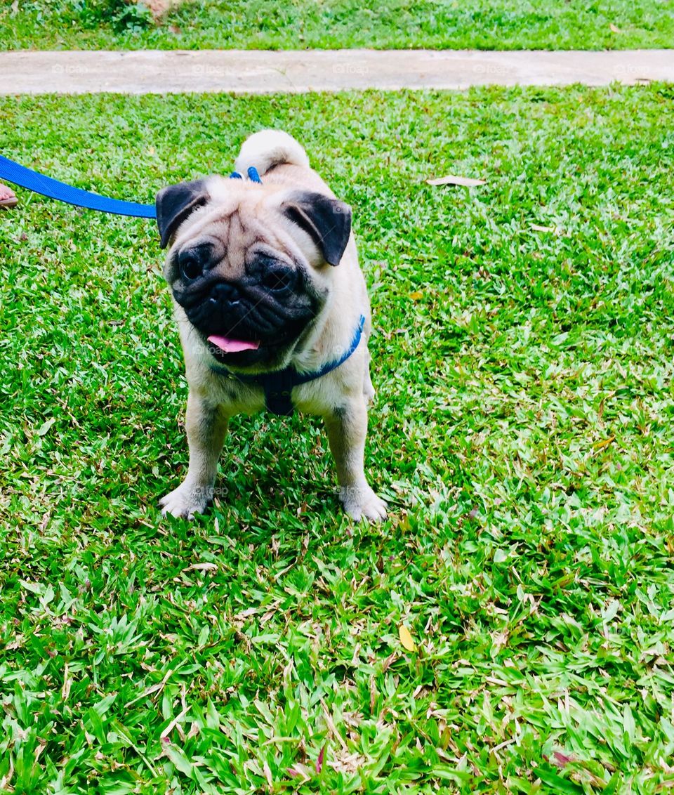 The pug is a breed of dog originally from China, with physically distinctive features of a wrinkly, short-muzzled face and curled tail. 