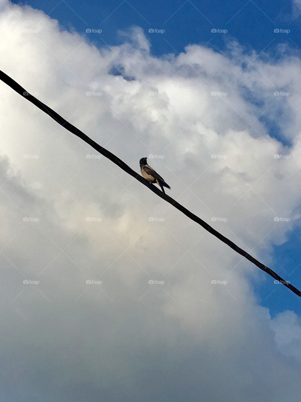 Bird on cable