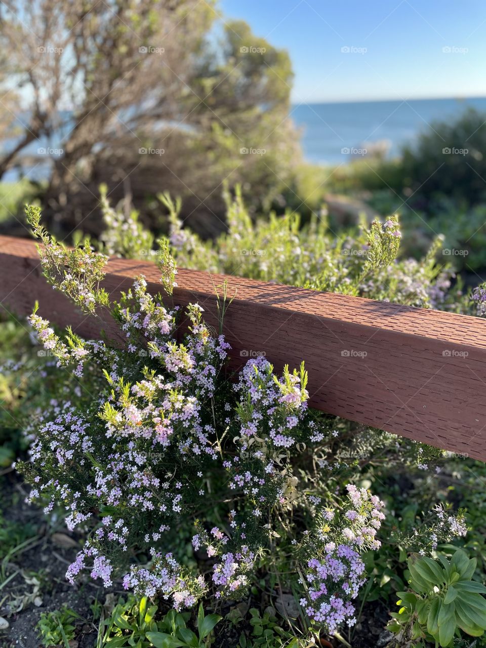 Pismo Floral View