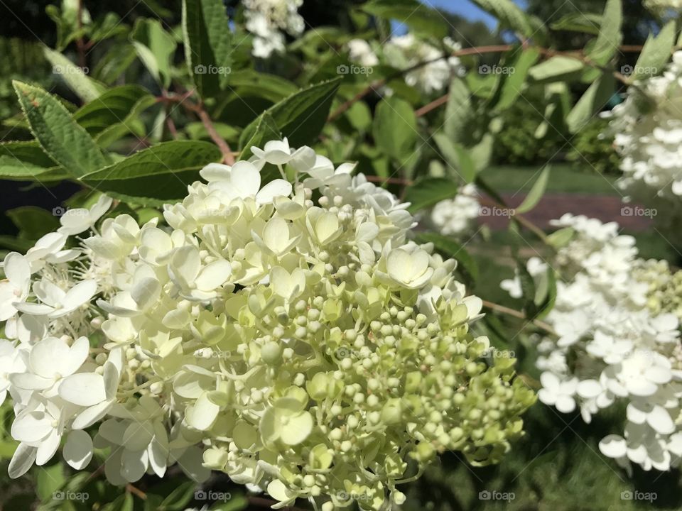 White garden flowers 