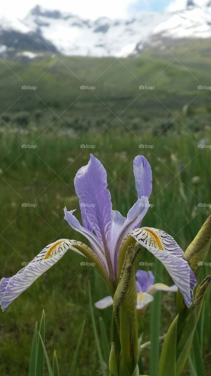 High Desert in Bloom