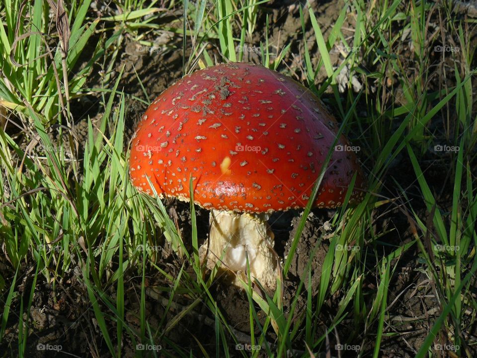 Flugsvamp. Mushroom 