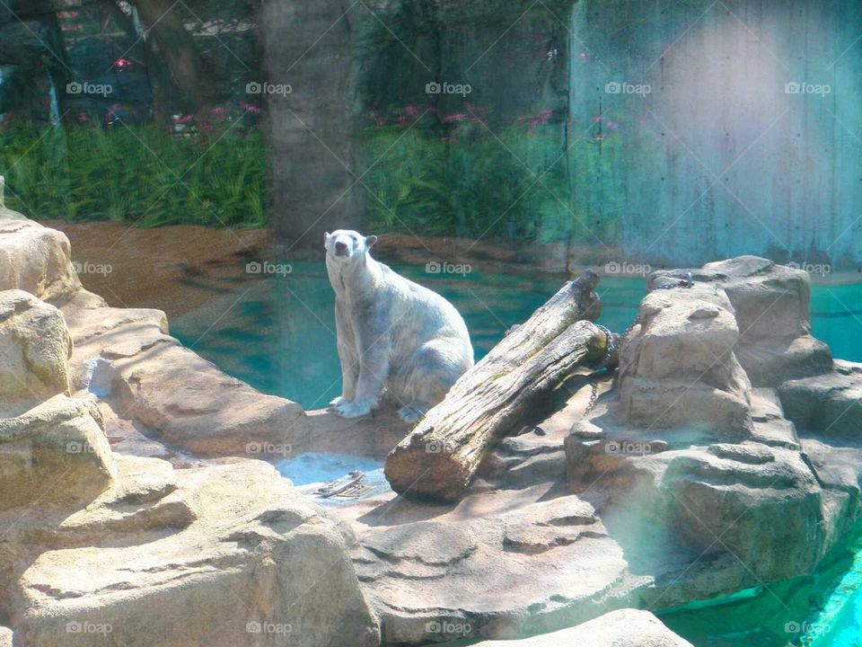 polar bear at Lincoln Park Zoo
