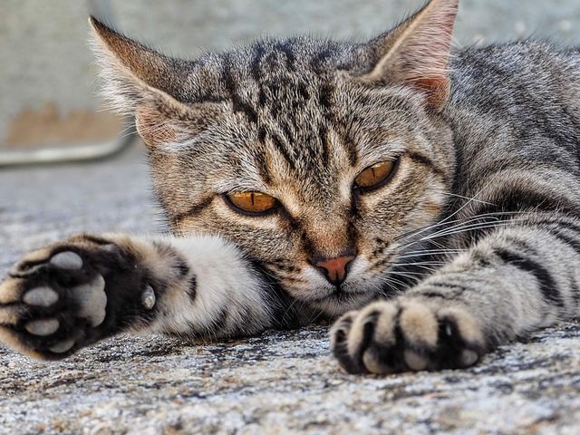 gato
