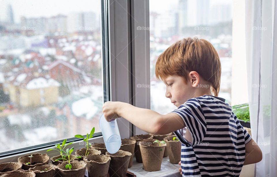 Home gardening, red-haired boy child grows seedlings at home on the windowsill, watering the plants. Do it with your own hands. DIY