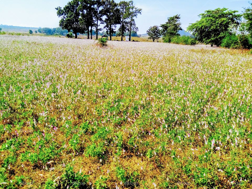Grass flowers fields