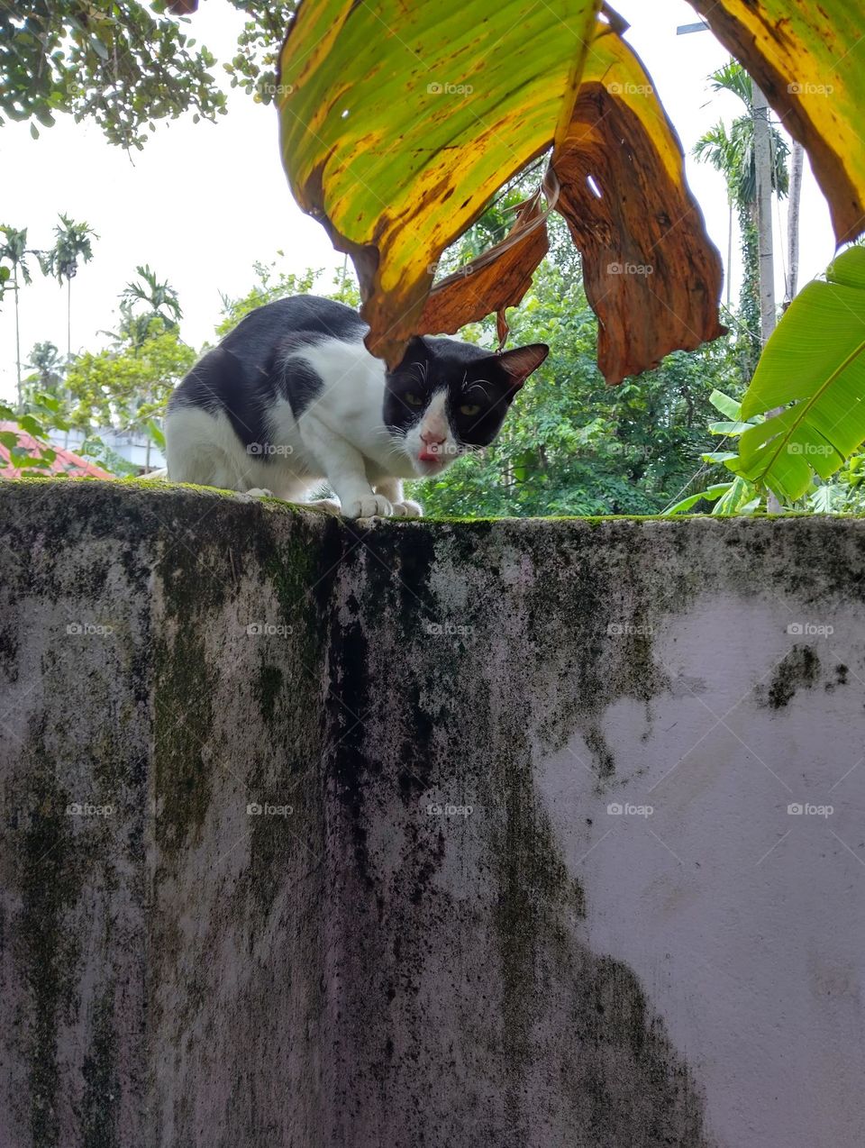 Cat resting and watching