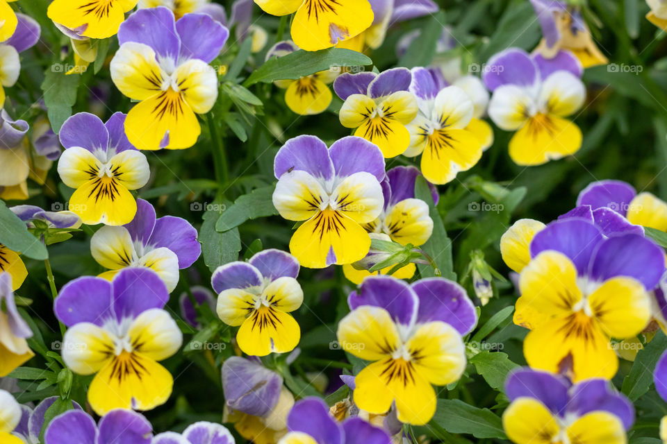 Unique Purple and Yellow Flowers