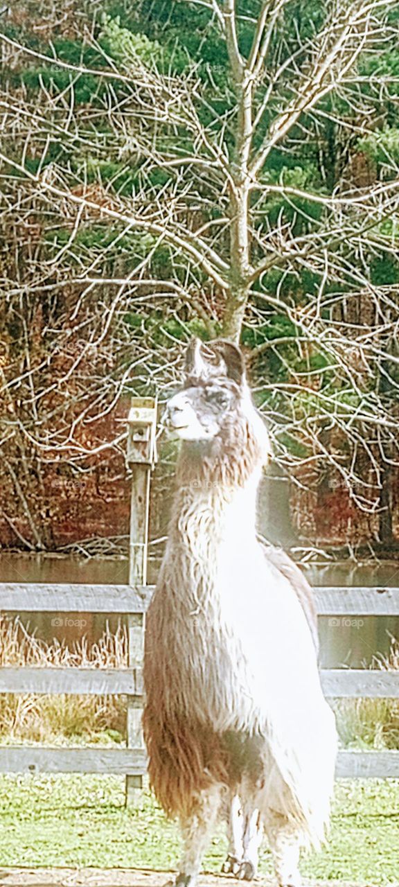 Llama Gazing