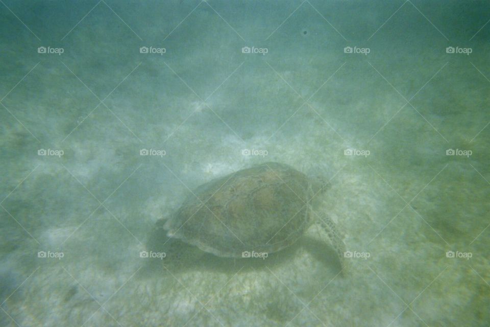 Sea turtle on ocean floor