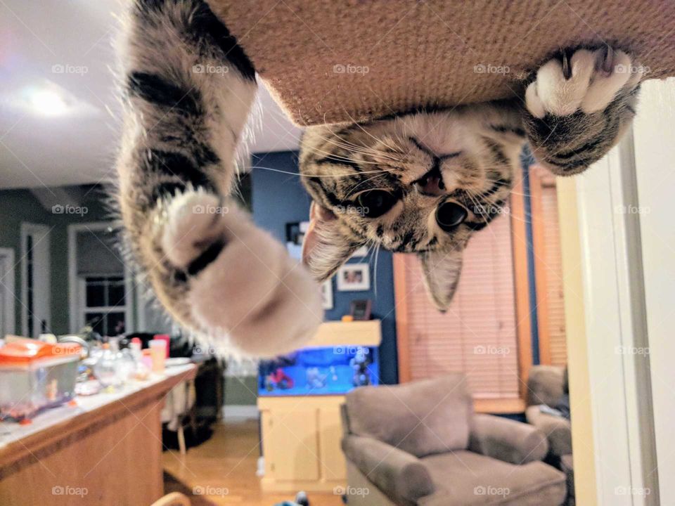 upside-down cat
