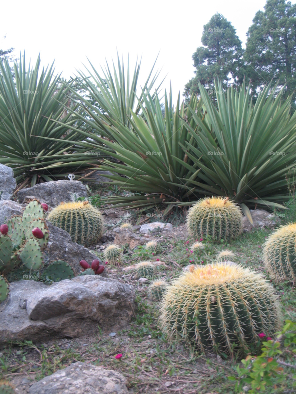 plants wallpaper cactus desert by juulli_ya