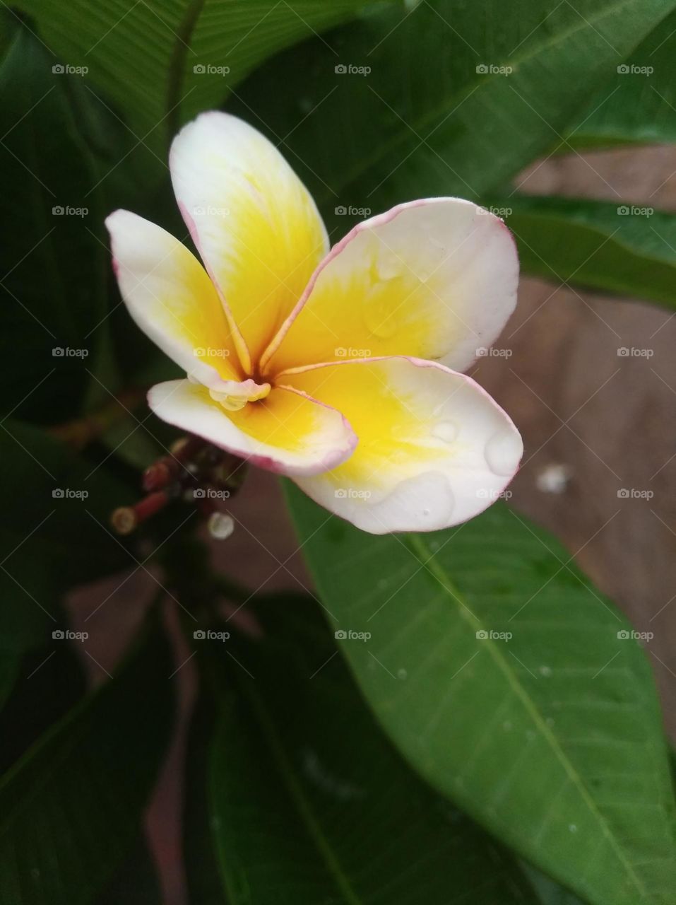 white and yellow flower seasonal fresh shurb small size looks very beautiful generally found everywhere
