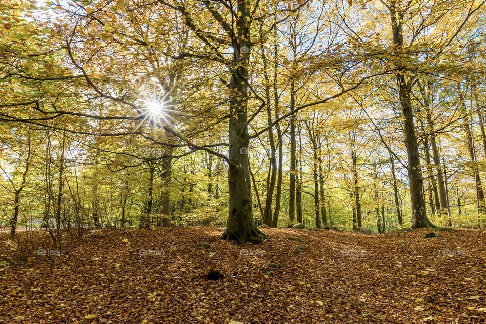 Sun shining through the leaves into the forest where the ground is covered with orange yellow leaves at fall 