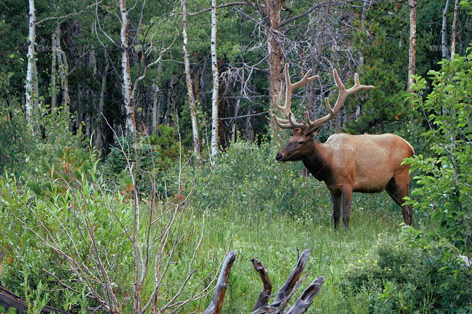 Beautiful brown colour deer