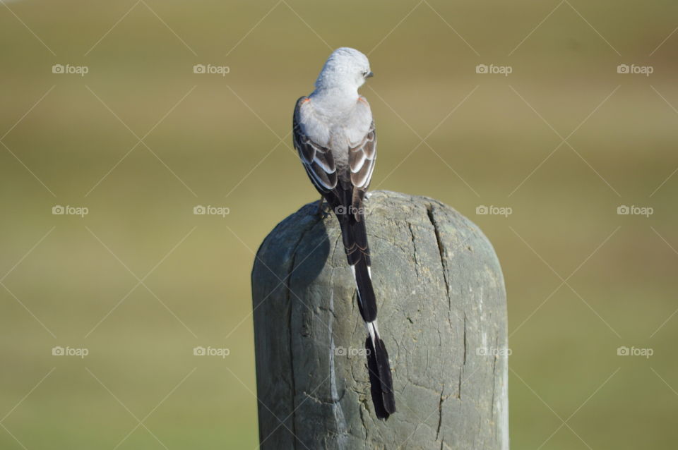 bird