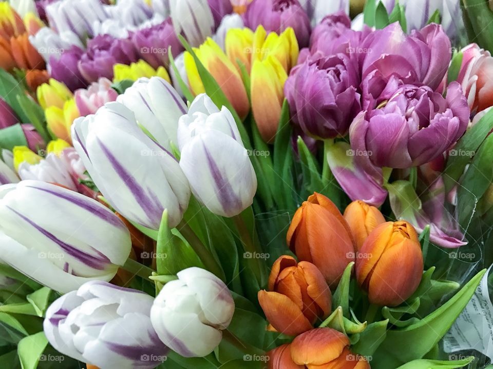 Blooming multicolored flowers