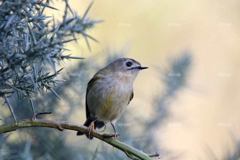 Goldcrest 