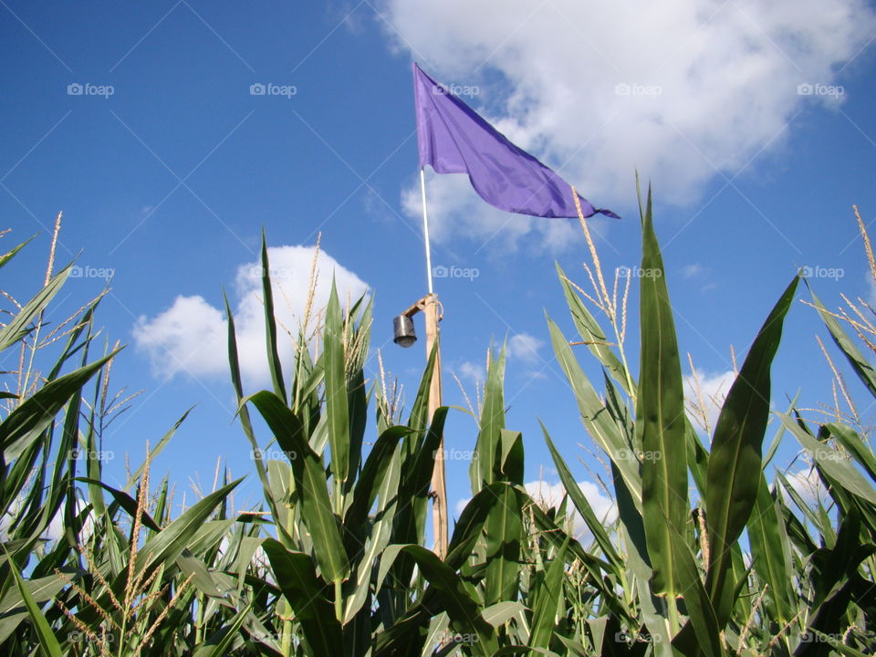 Purple flag