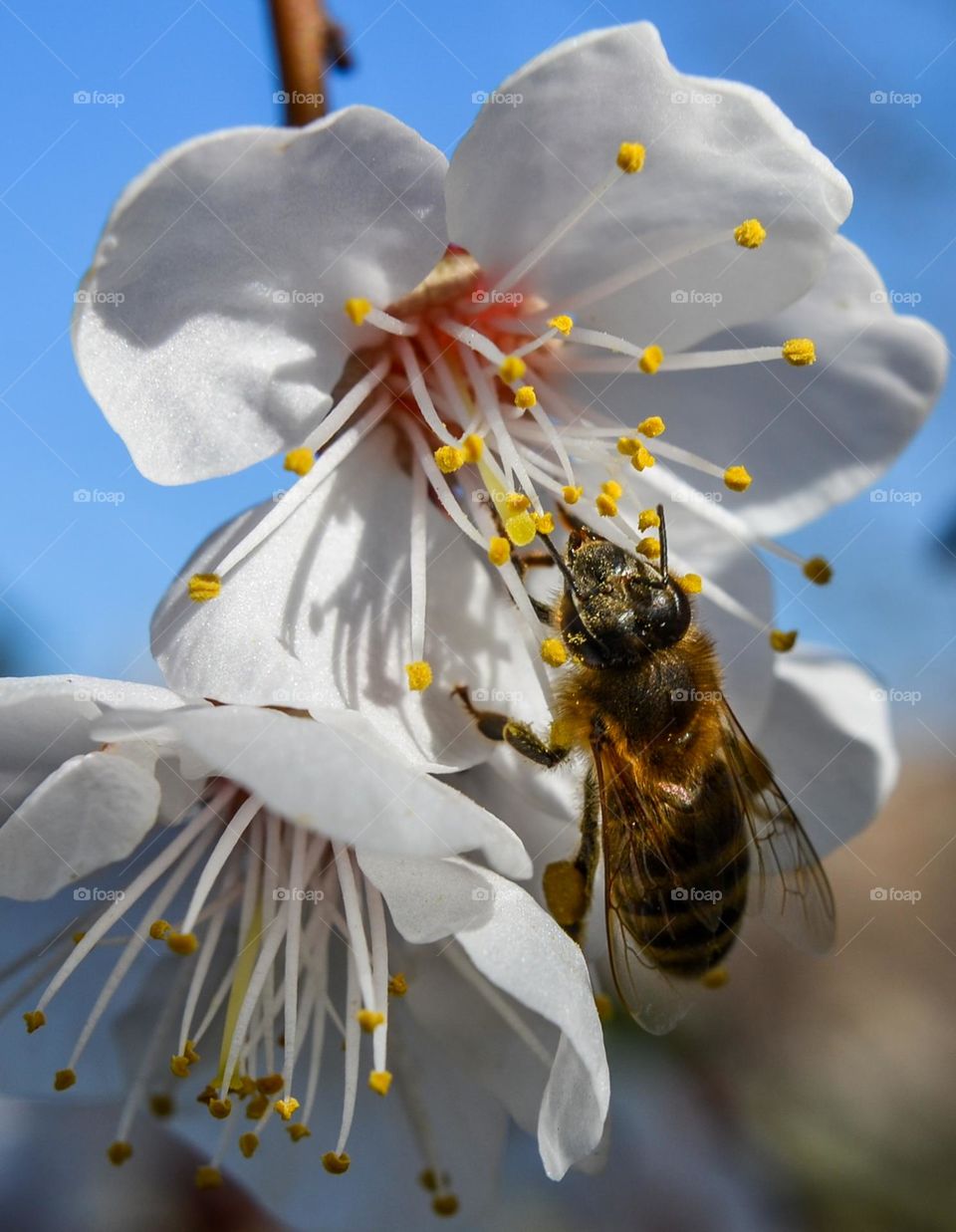 The beauty of spring