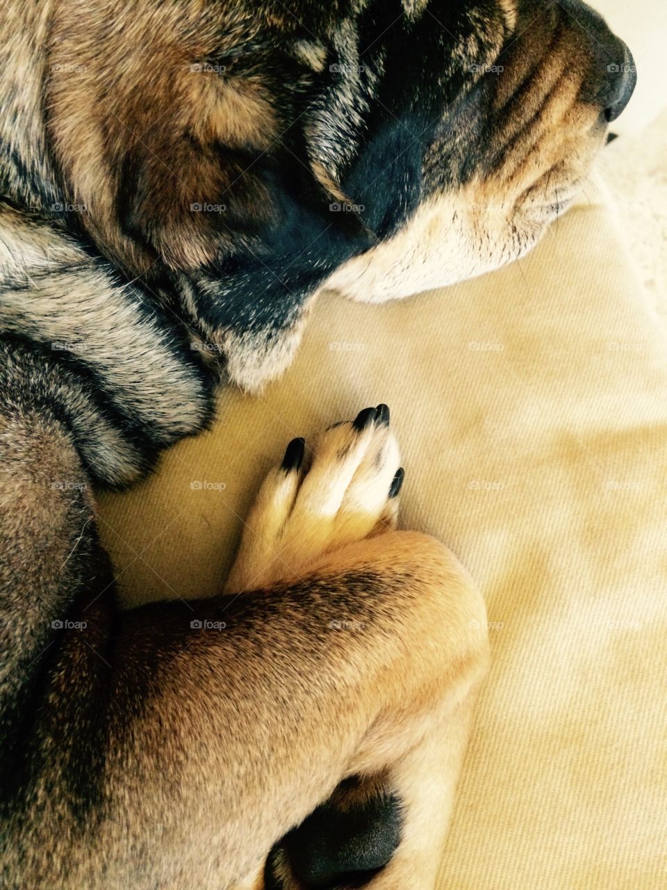 Dog paws