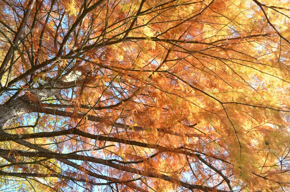 Tree with radiant leaves