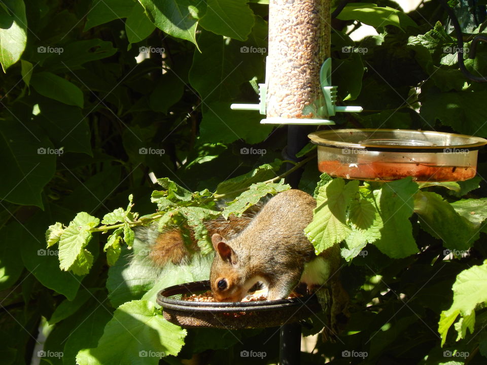 squirrel feeding in the garden
