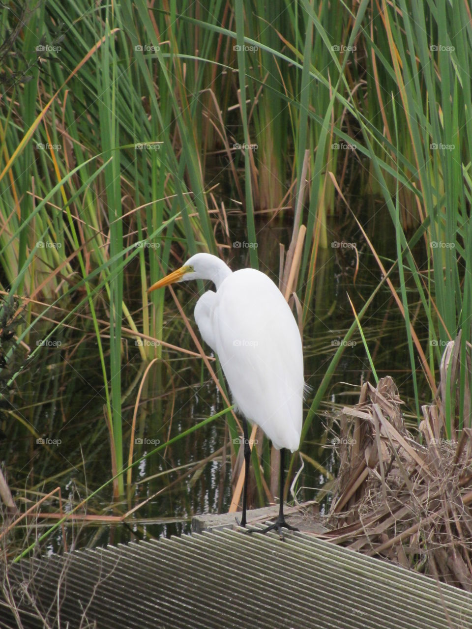 white bird in marsh