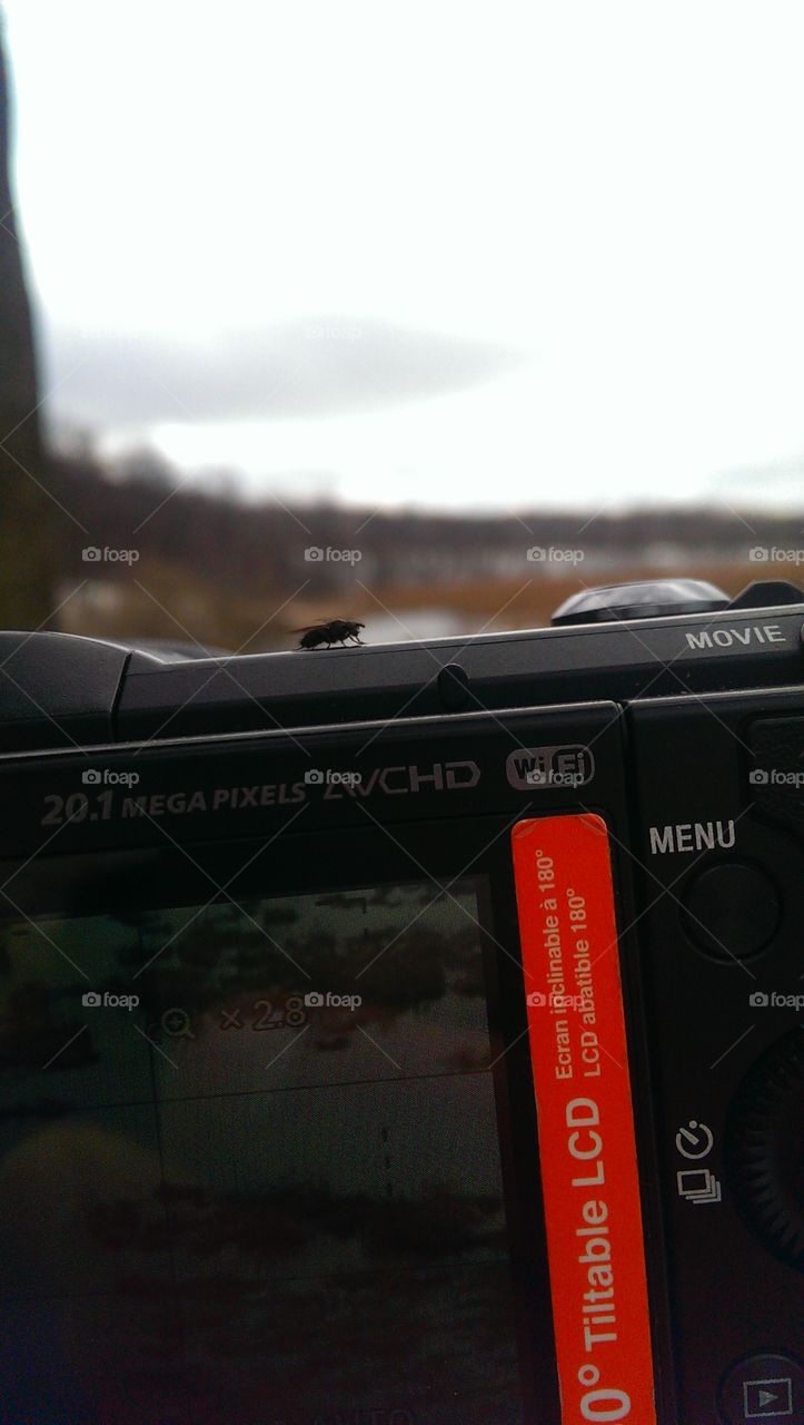 fly on the camera. nature , camera