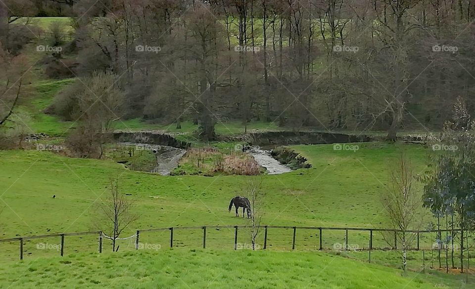 Grazing horse and river