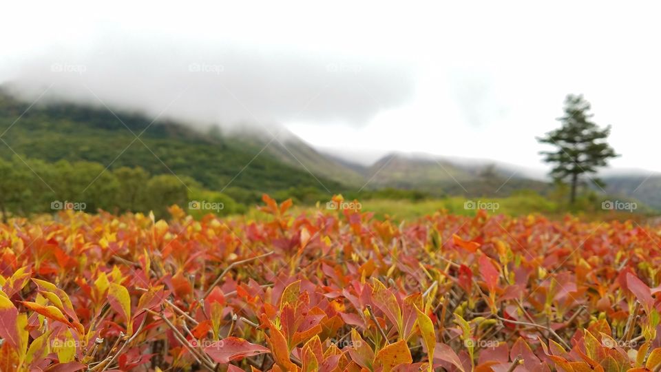 Fall foliage