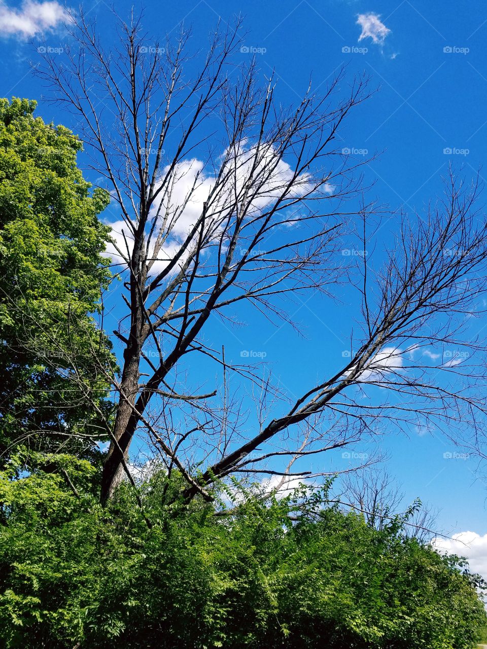 Tree and Sky