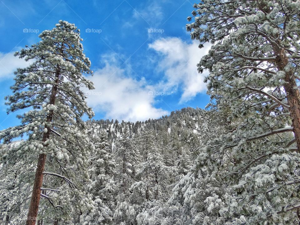 Winter Mountain Landscape