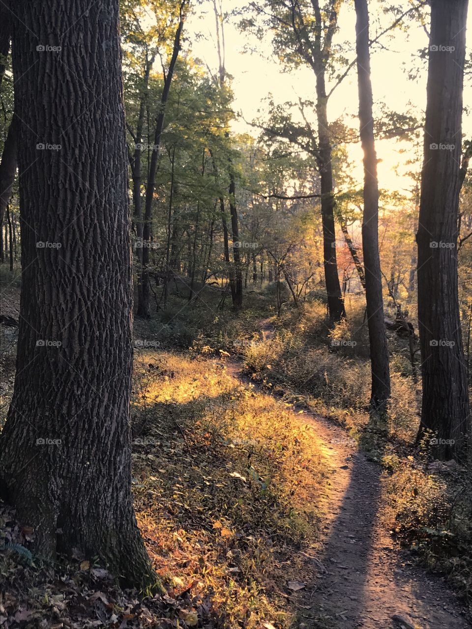 Sunset Walk through the Woods