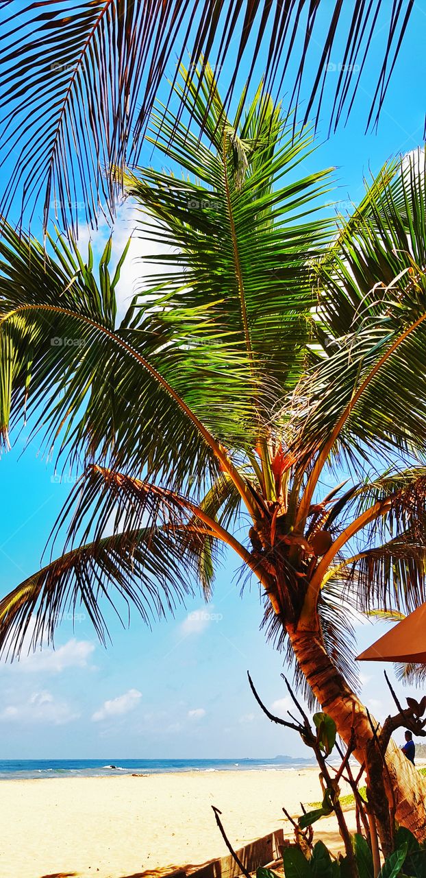 Sri lanka pandanus beach resort