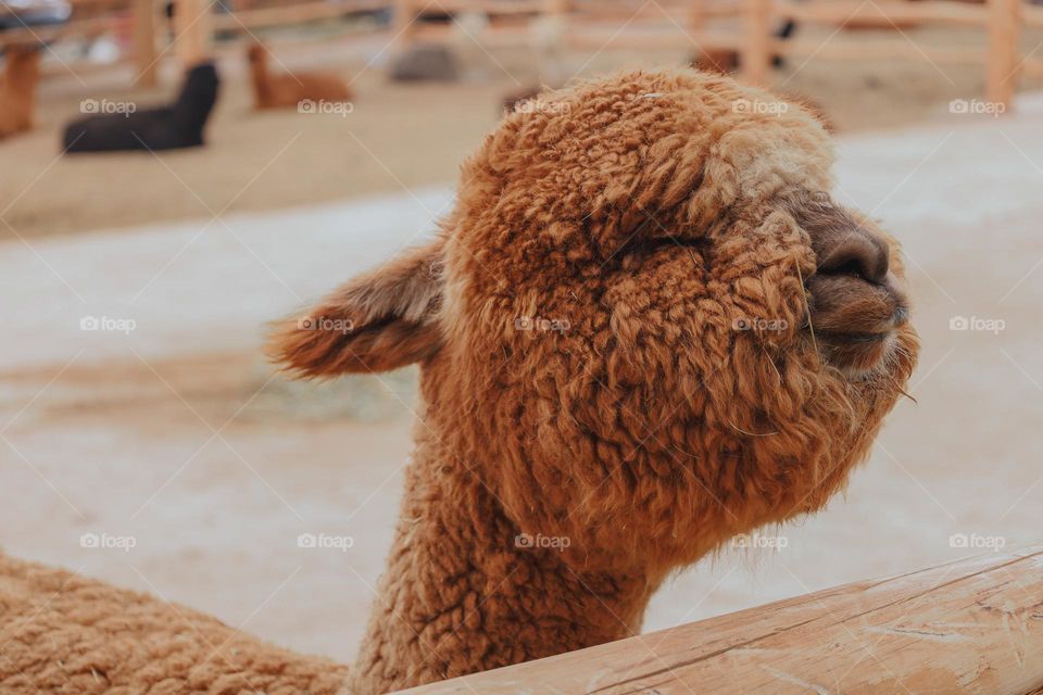 Alpaca