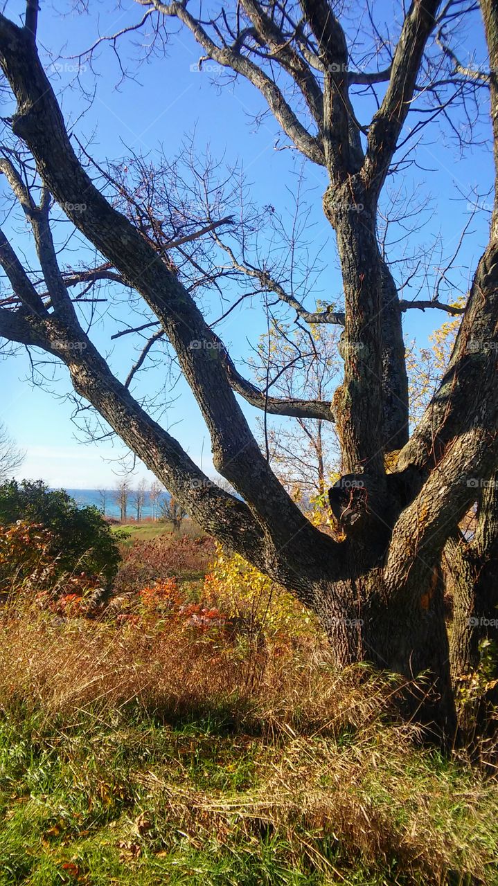 Tree, No Person, Wood, Landscape, Nature