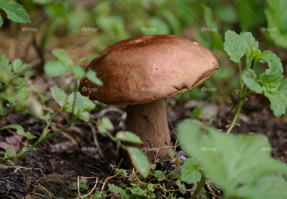 forest mushroom
