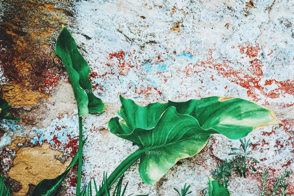 Green leafs agains an old stone wall