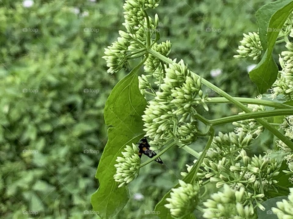 Plants around us.