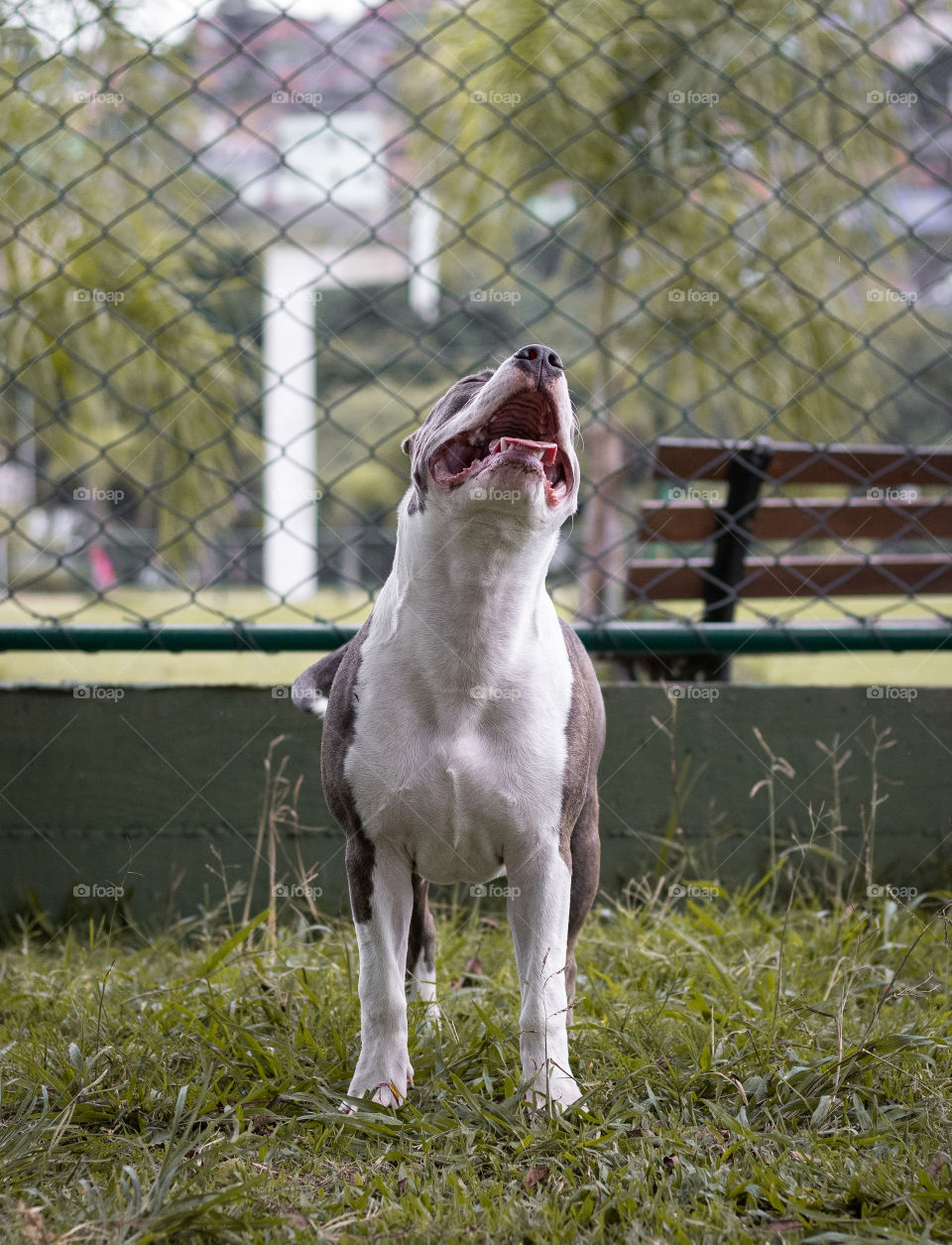 Happy dog looking at the sky