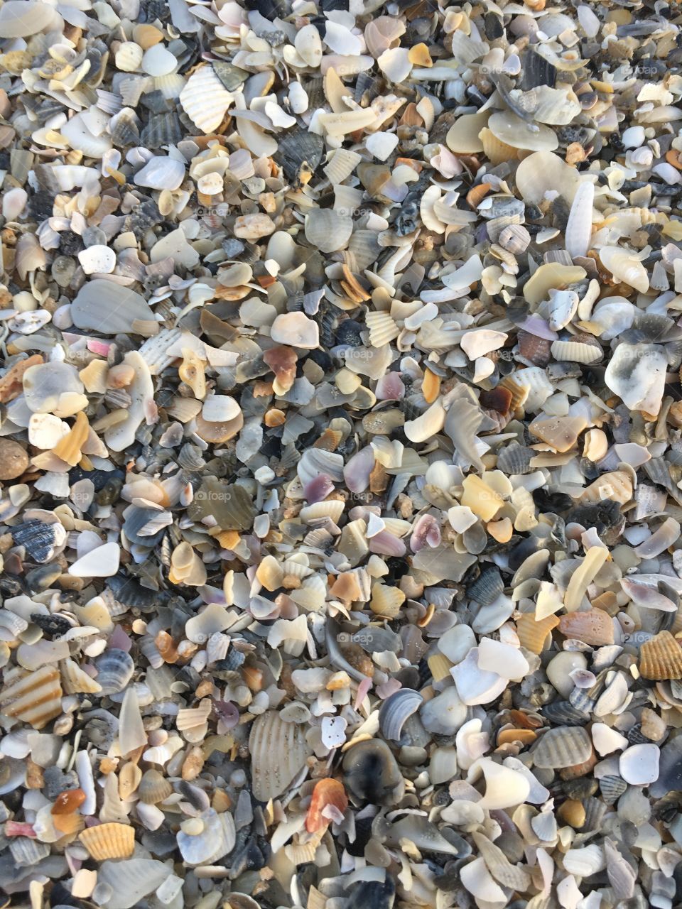 Seashells by the seashore 