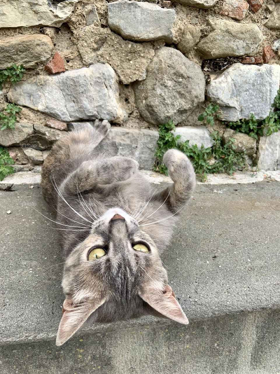Cat relaxing in stone bench