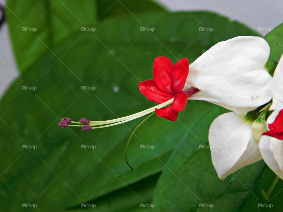 Plants all around us - A beautiful Bleeding Heart plant with extended stamens. At first glance, it appears that each little blossom is tipped with a touch of scarlet. The white part is actually a flower "bract" from which a red flower emerges. Wow!