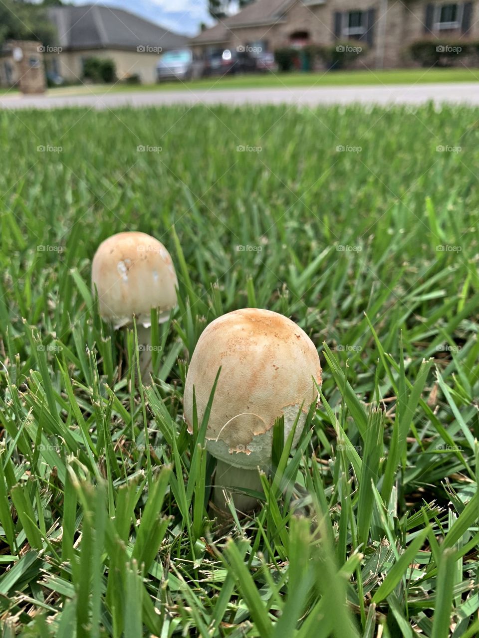 Even numbers - Most lawn mushrooms are a good sign that your soil is healthy below the soil surface. ... Those mushrooms popping up on your property are most likely fertilizing your lawn