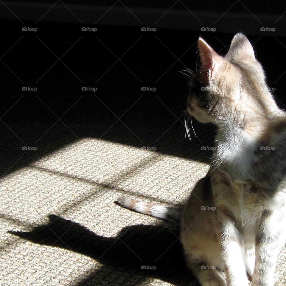 Shadow cat 