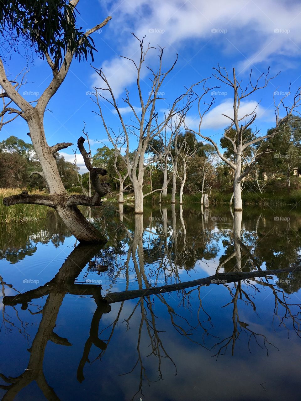 Reflections in a local pond