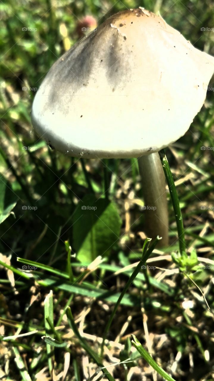 Botany. Mushroom