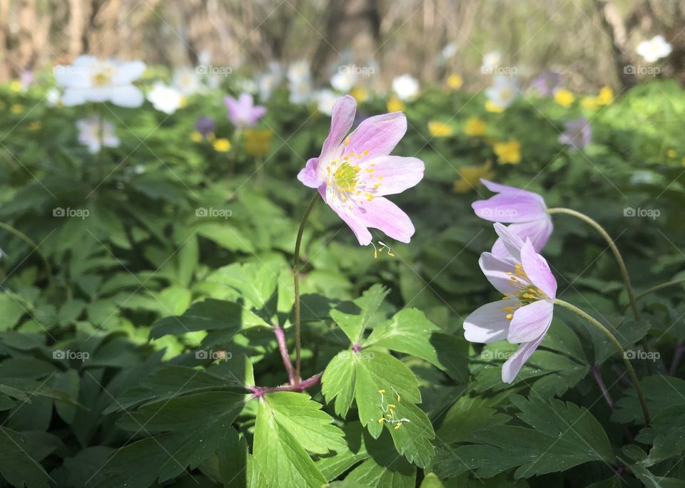 Spring anemone blossom