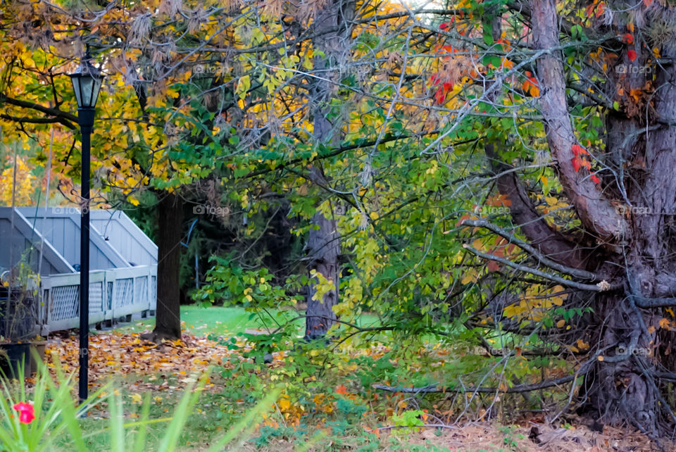 Autumn view